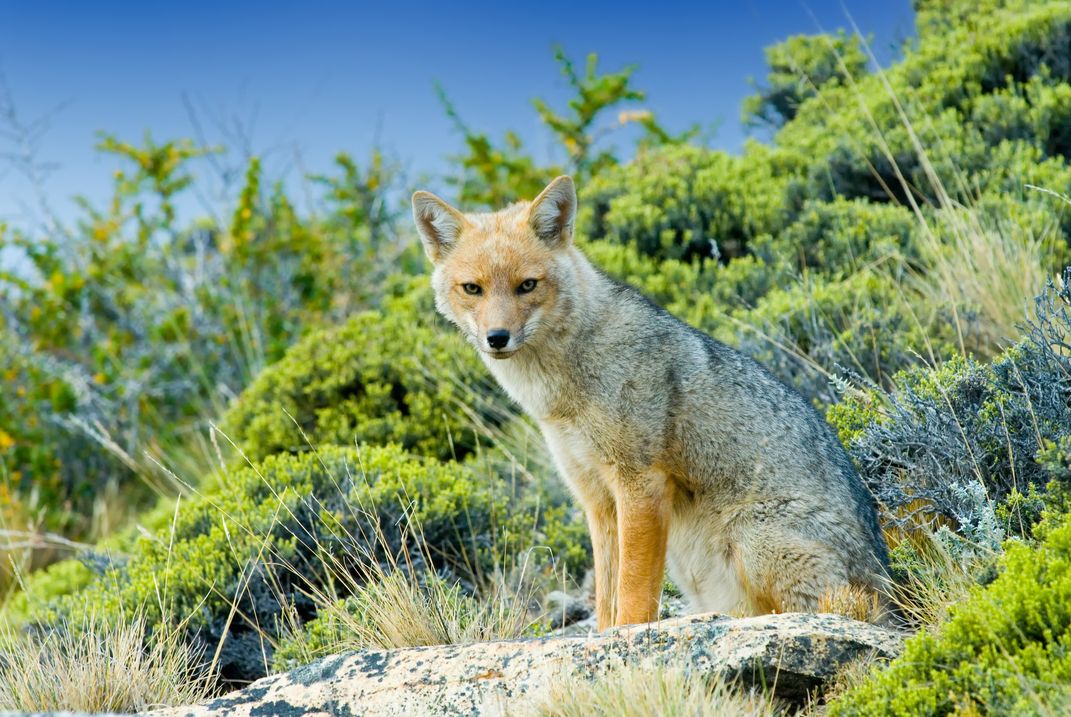 Patagonian Fox
