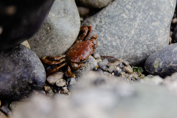 A small Crab in Oak Harbor, Washington thumbnail