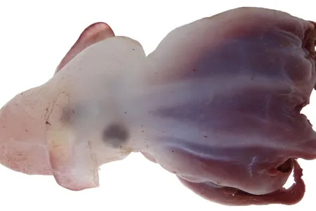 Traditionally, when taxonomists examine a potentially new species of octopus, they dissect them, an approach that is highly invasive and nearly destroys the specimen.

