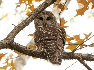 Barred owls are bigger, faster to reproduce and less picky about food and habitat.