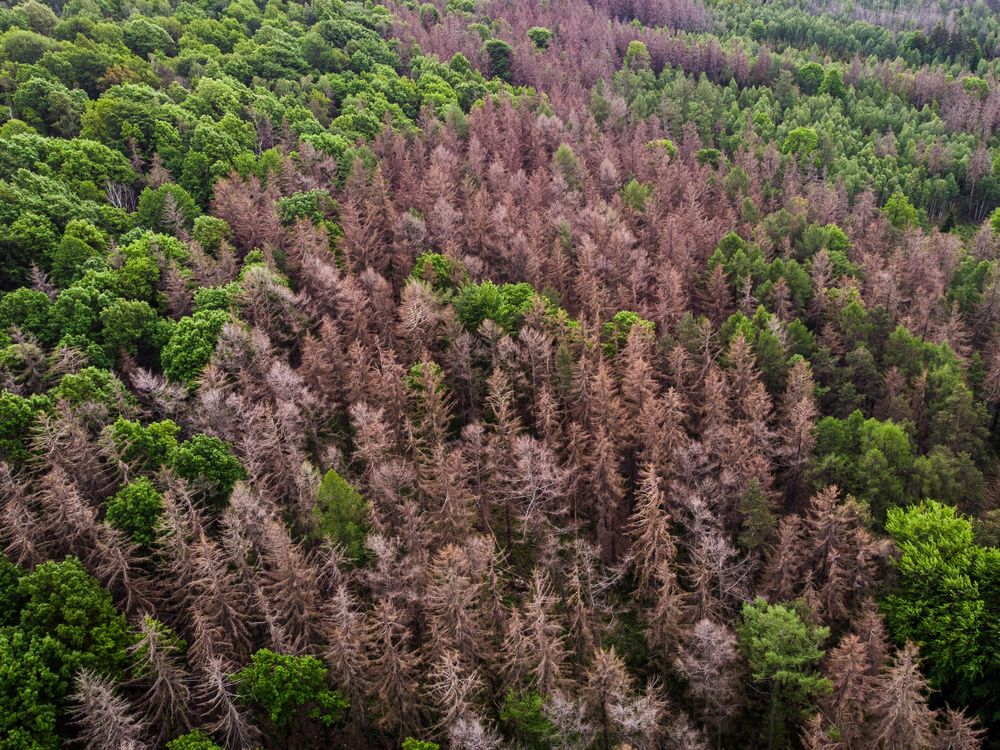 A forest in Koenigshain, Germany.