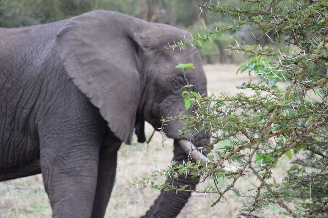 bashful elephant