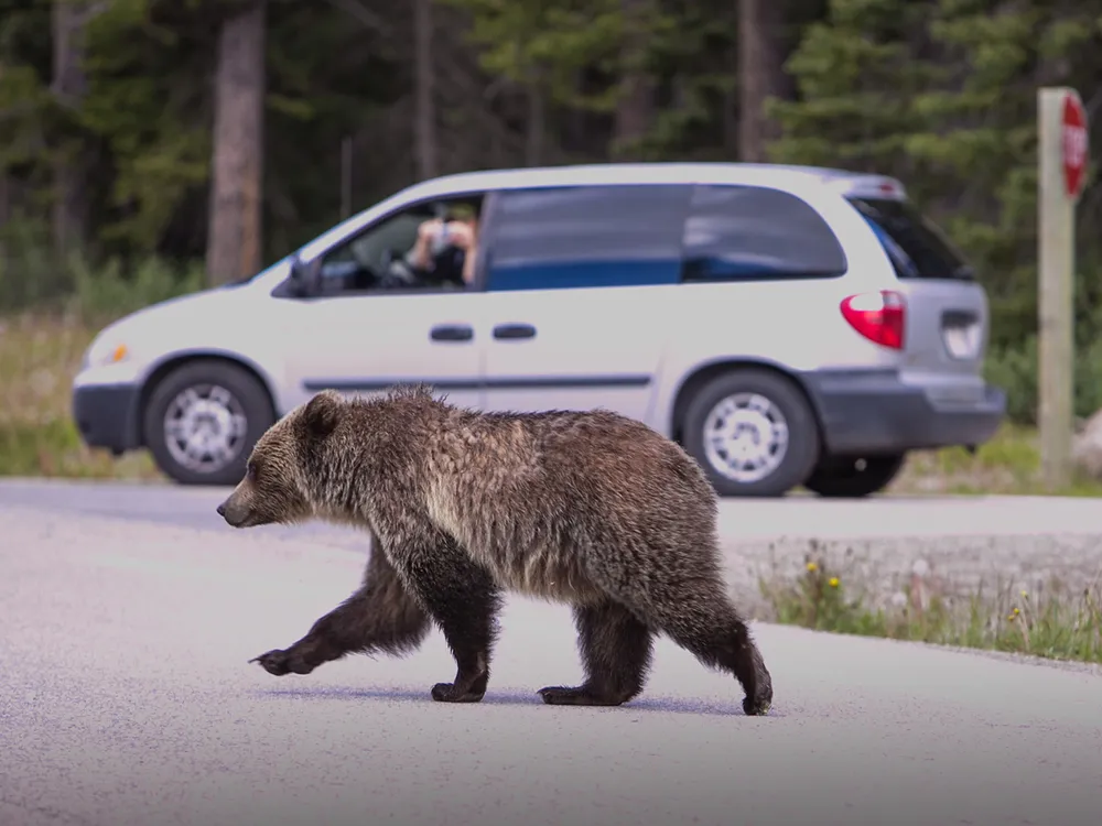 Grizzly Bear on Road