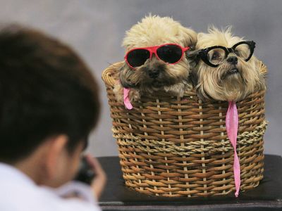 A photographer takes pictures of Lhasa Apso dogs in a basket, during a Dog and Cat Expo in Manila. With 12.3 million dogs to 1.7 million cats, the Philippines is very much a dog country. 