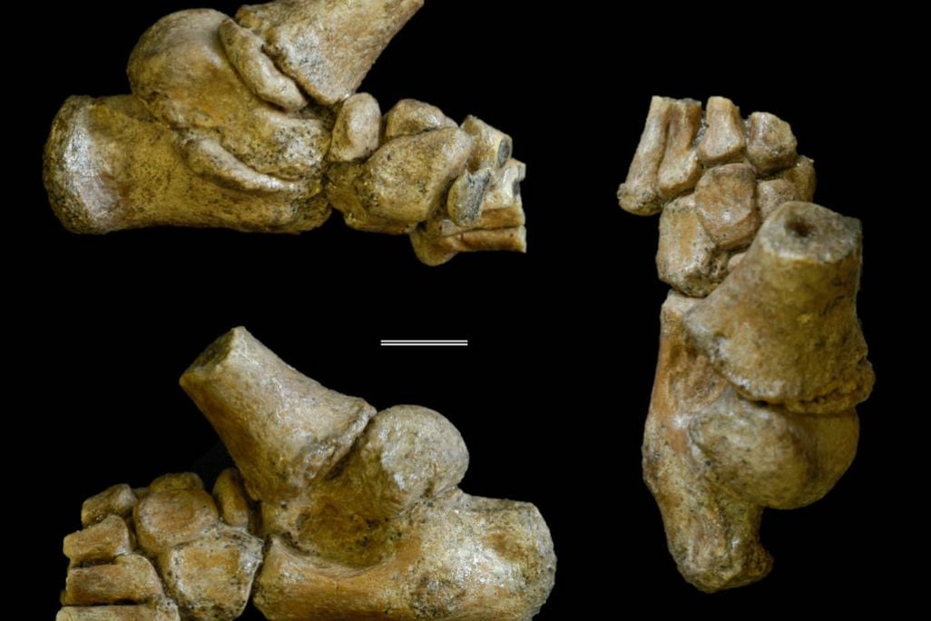 Selam's Foot