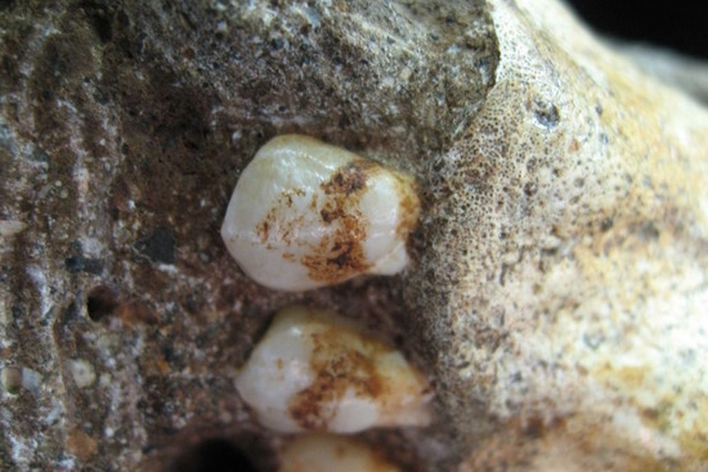 The dental plaque on Australopithecus sediba teeth reveals the species ate wood or bark.