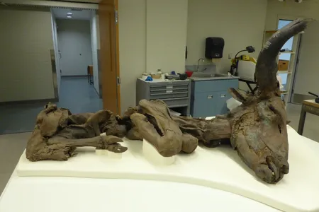 This mummified steppe bison was donated to the Smithsonian’s National Museum of Natural History in the 1970s. Right now, museum audiences can see it online during a virtual tour. (Michelle Pinsdorf, Smithsonian)