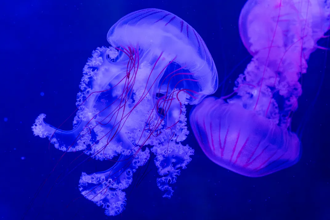Two jellyfish with pink tentacles