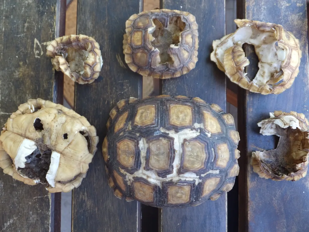 Conservationists brand tortoise shells to save species from the pet trade •