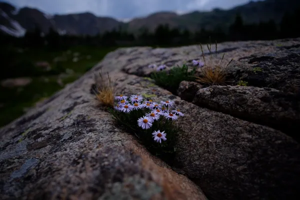 Nature's Resilience thumbnail