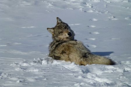 The first gray wolves reintroduced to the United States were brought in from Canada in the 1990s. 