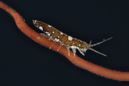 The crustacean Idotea balthica&nbsp;can pollinate red seaweed.