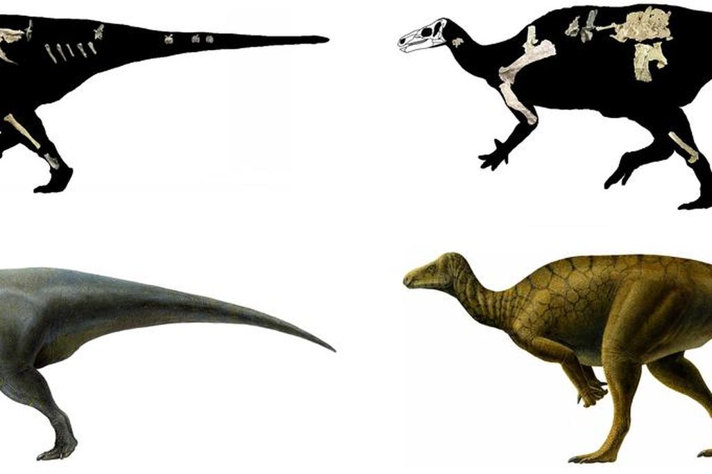 20110520083249iguanodonts-from-utah.jpg