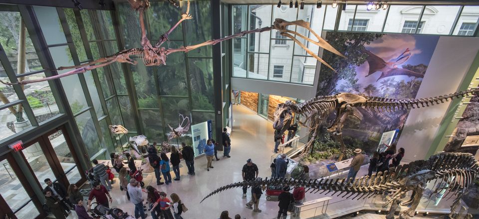  Dinosaur Gallery, The Witte Museum. Credit: The Witte Museum
