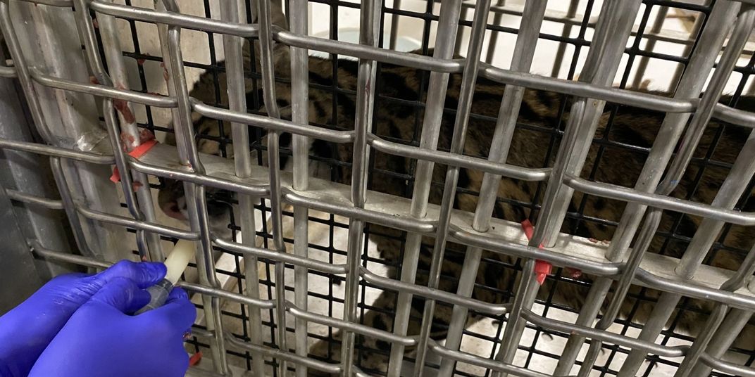 A clouded leopard cub can be seen standing inside a small crate for training. An animal keeper wearing gloves feeds her some goat's milk using a small syringe.