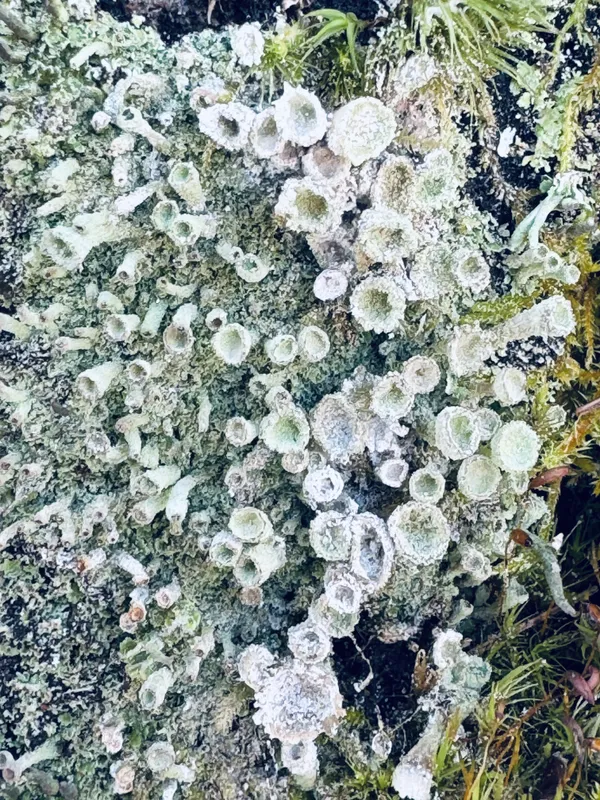 Lichen on Tree Bark thumbnail