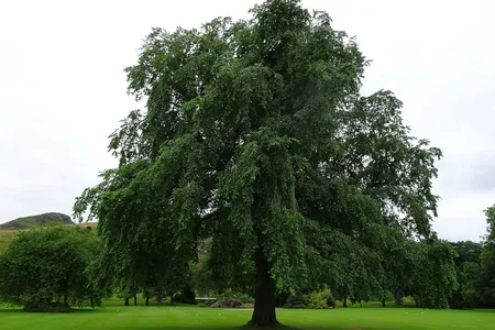 One of the Wentworth elms rediscovered at Holyroodhouse