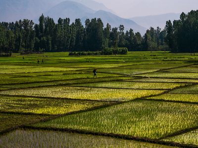 Rice paddies are one source of global methane emissions.