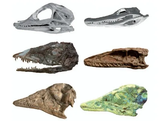 Archosaur skull changes