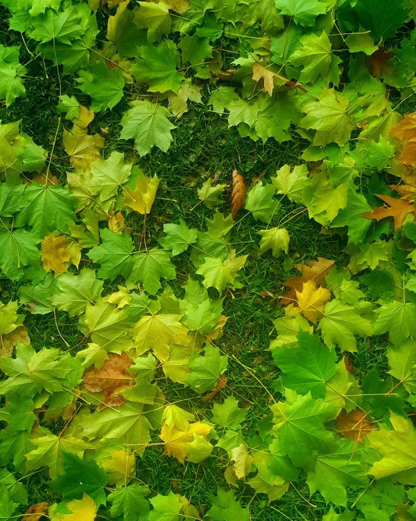 Nature's Painting thumbnail