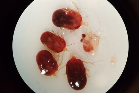 Bat ticks (Ornithodoros) under a microscope. These parasites primarily feed on bats and were collected from bats roosting beneath a Mayan Temple in Belize. Very little is known about these ticks and many species are unknown to science. (Kelly Speer)