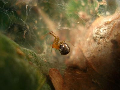 The spider species featured in the study is unusually social, living in colonies of several hundred females and exhibiting either aggressive or docile tendencies