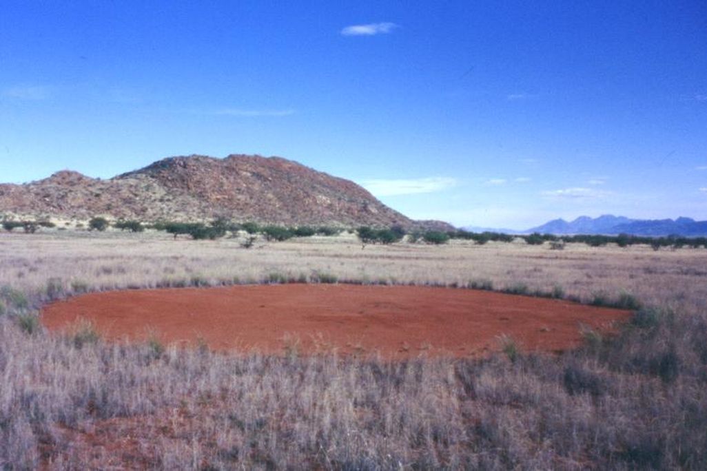 African fairy circle