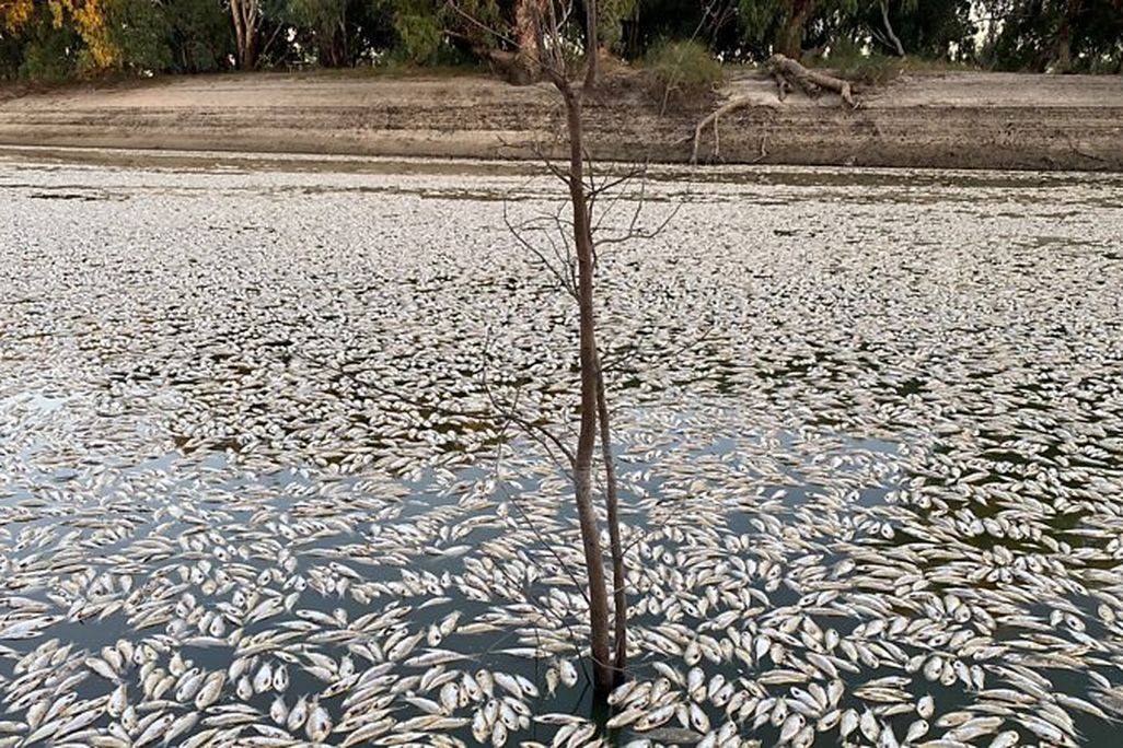 Dead fish