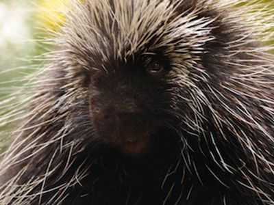 A new study shows that microscopic barbs allow porcupine quills to slice into flesh easily and stay there stubbornly.