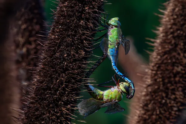 Dragonflies mating on pearl millet thumbnail