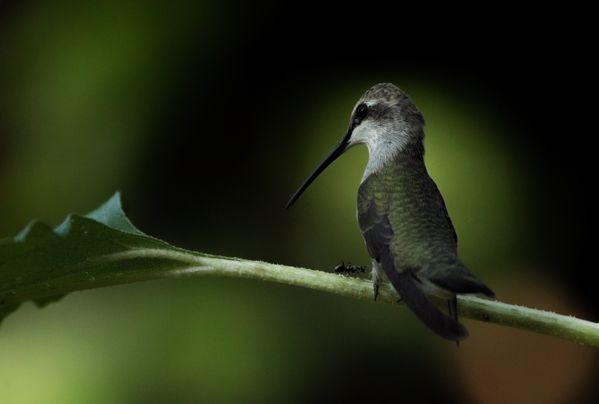 Black Chinned Hummingbird watching an ant. thumbnail