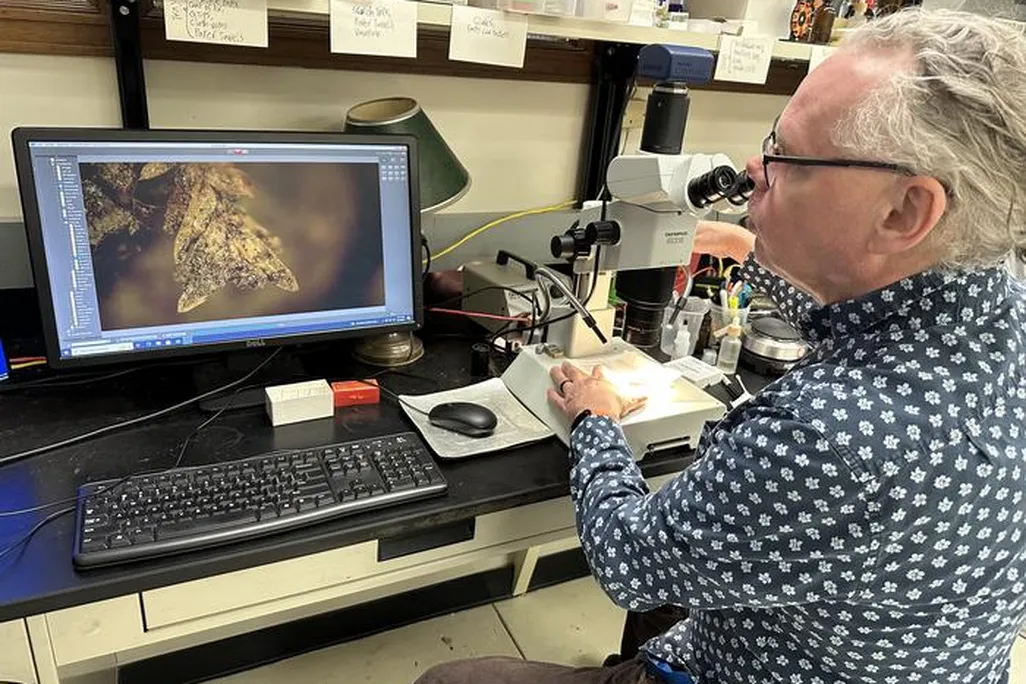 A man looking at a computer monitor