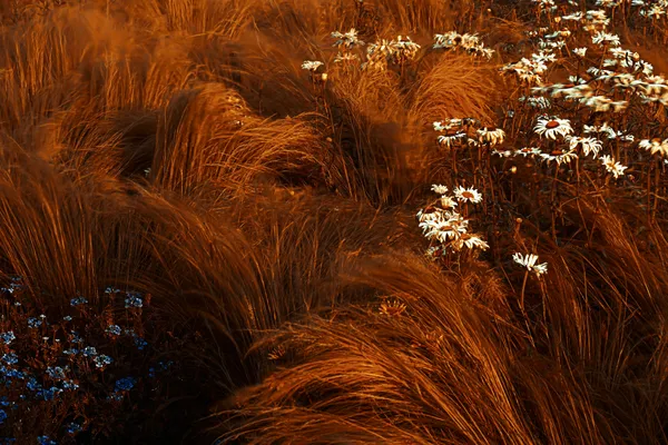 Shape of Wind thumbnail