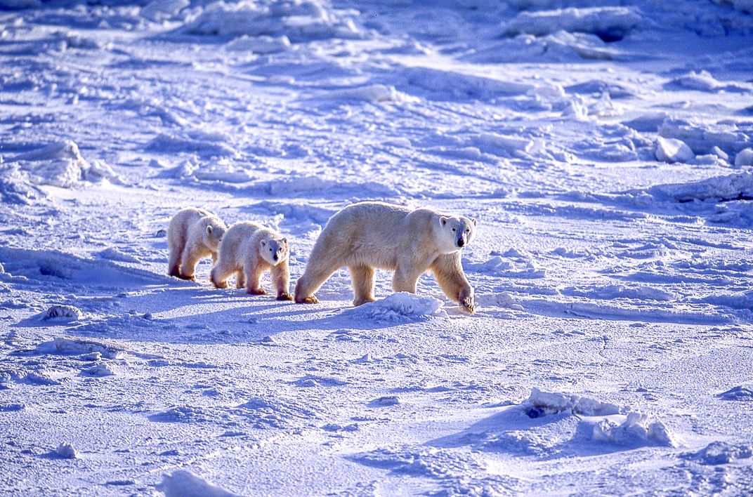 Polar bear and cubs in the landscape near Churchill, Manitoba