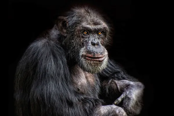 Schimpanse thumbnail