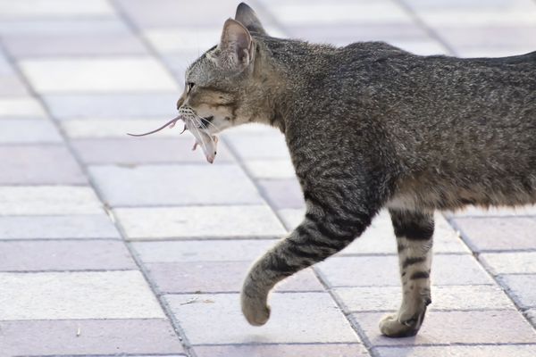 A cat with a mouse in its mouth thumbnail