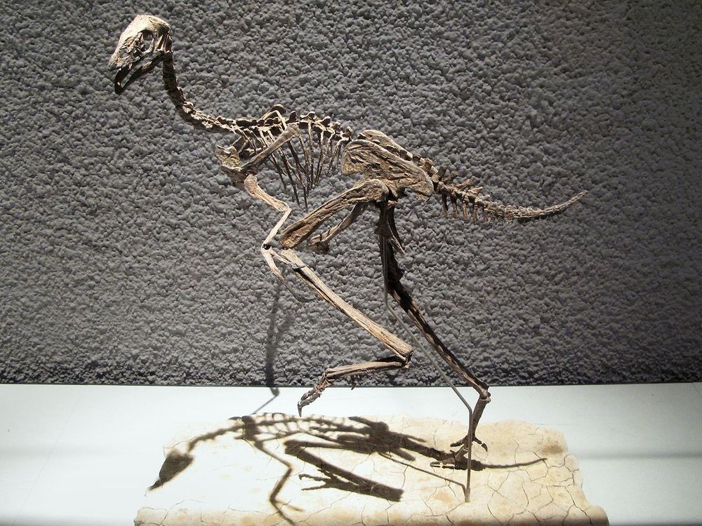 Caudipteryx zoui