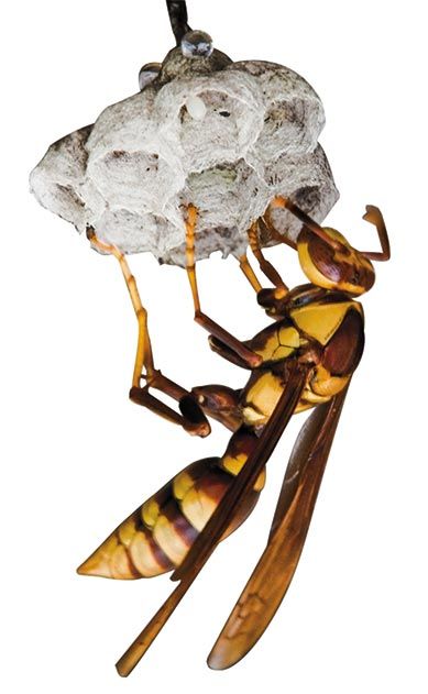 paper wasp