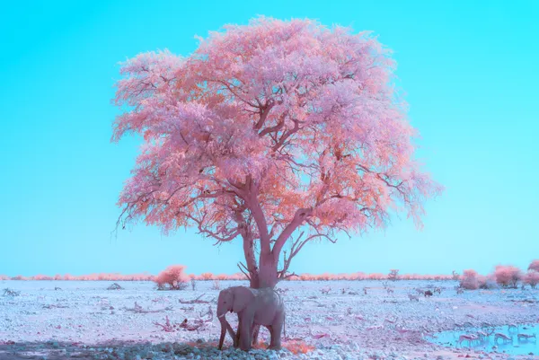 Elephant Oasis in Infrared thumbnail