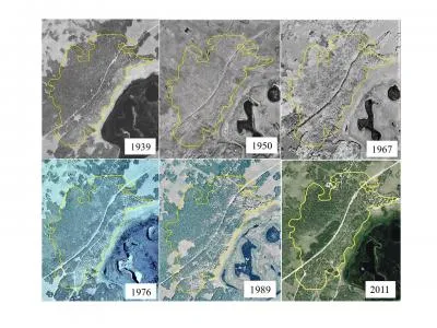 Pando, One of the World’s Largest Organisms, Is Dying