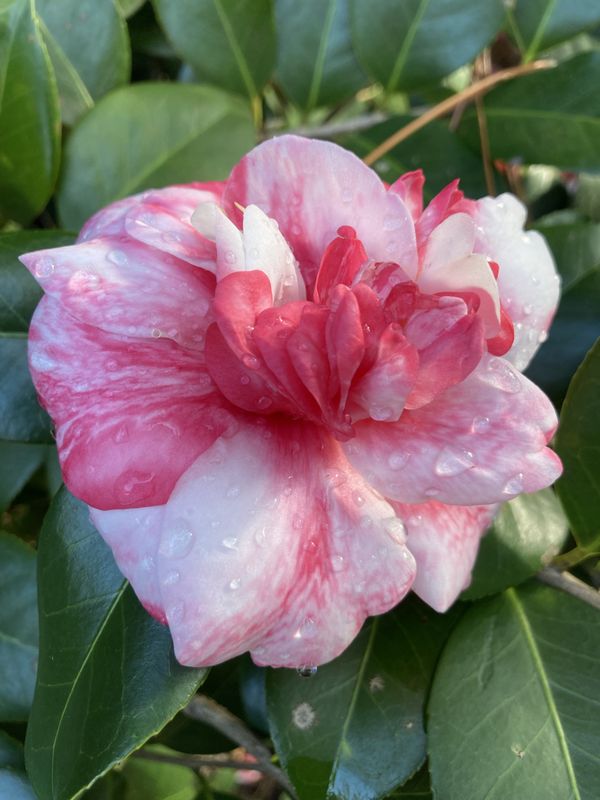 Camellia flower after a rain shower thumbnail