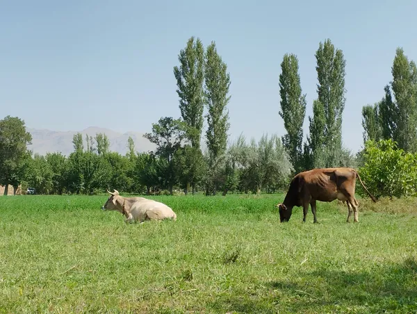 Cow's meal in front of the Poplar thumbnail