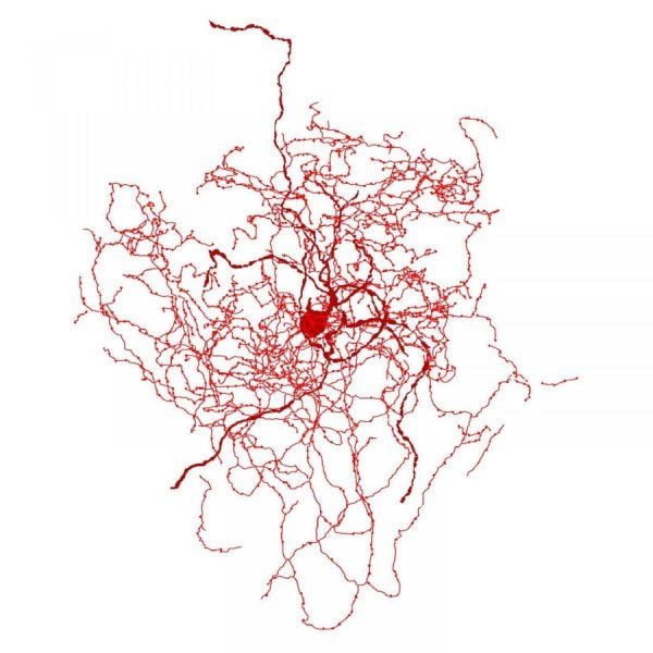 Rosehip Neuron