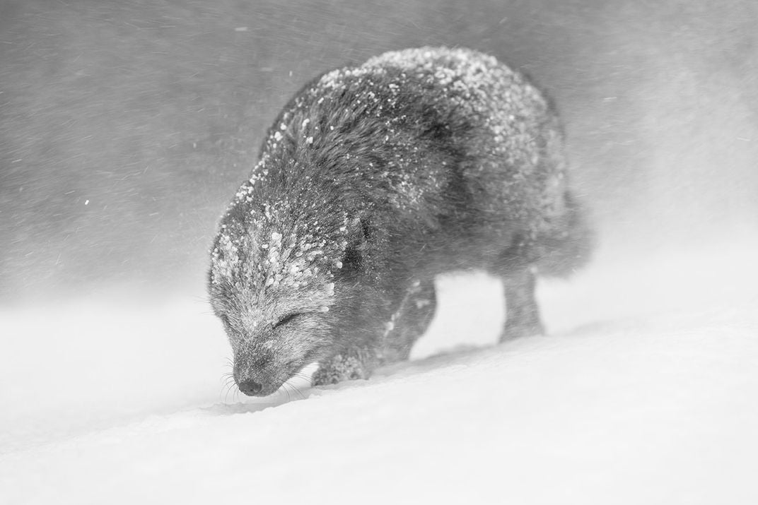 A black and white photo of an arctic fox bracing the fierce winds in Iceland.