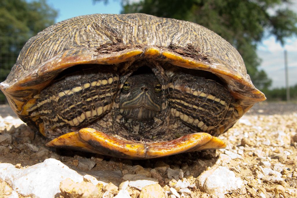 20131011093029turtle.jpg