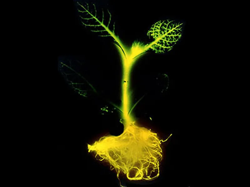 Creating a New Kind of Night Light: Glow-in-the-Dark Trees, Innovation