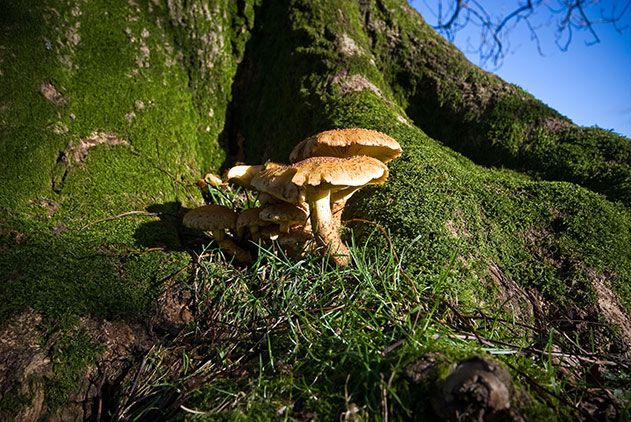 Fungi on plant roots