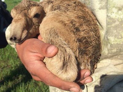 Newborn saiga calf nestling in the arms of a scientist of the joint health monitoring team.