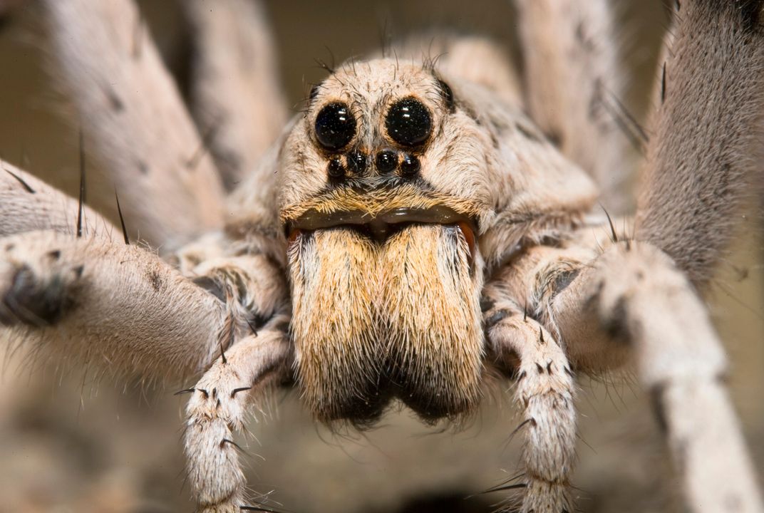 Lady Wolf Spiders Use Silk To Flirt Smart News Smithsonian Magazine