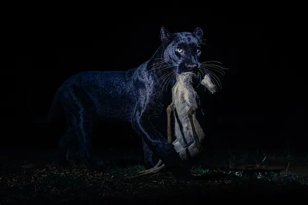 The Black Ghost thumbnail